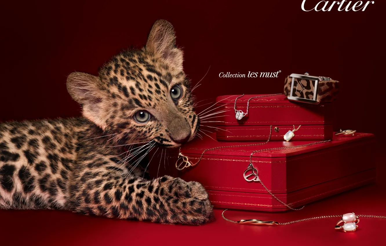 Photo wallpaper decoration, Cartier, watch, brand, leopard, box, ring, chain