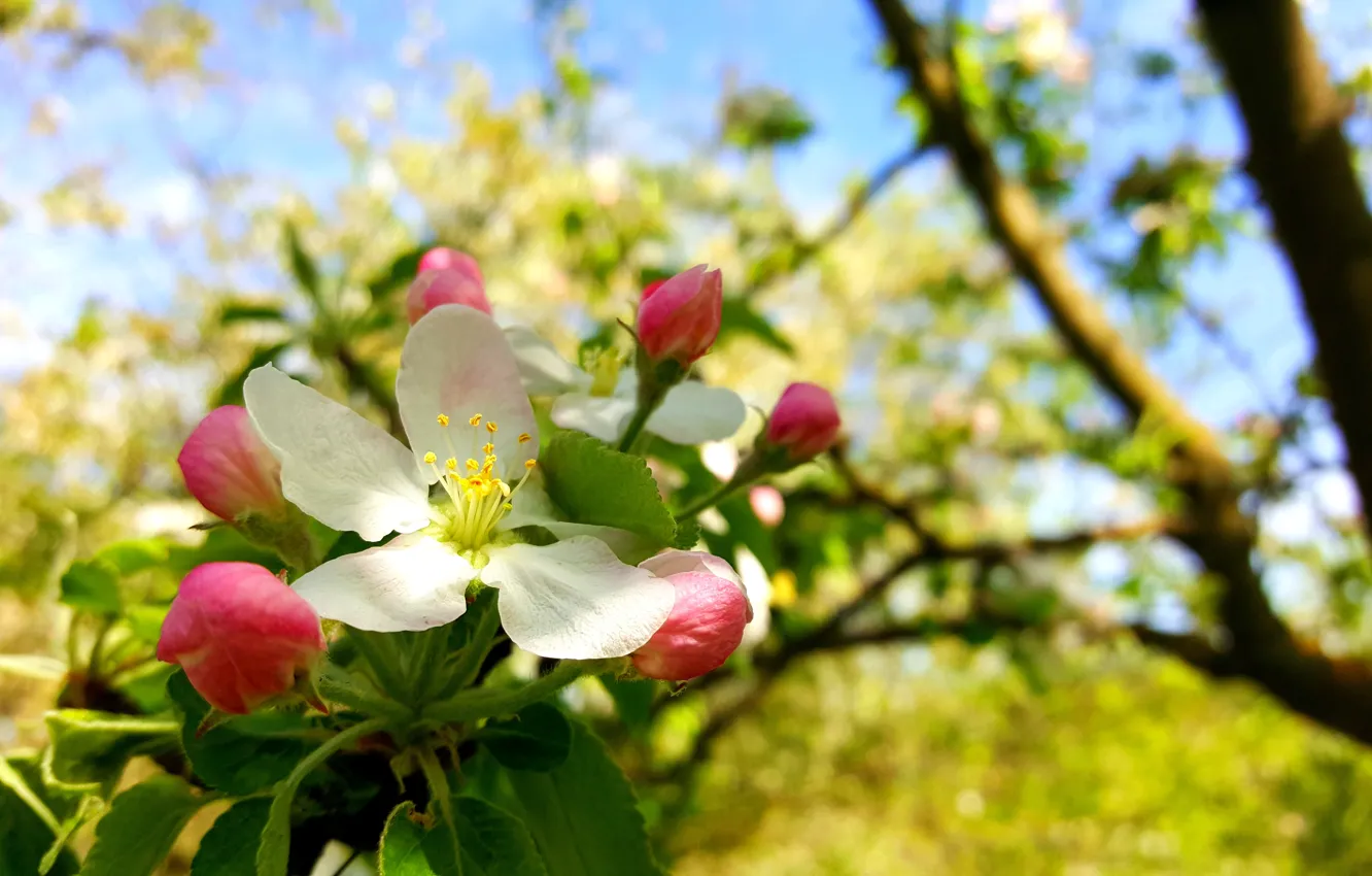 Photo wallpaper spring, flowering, flowering Crabapple, Apple-blossom