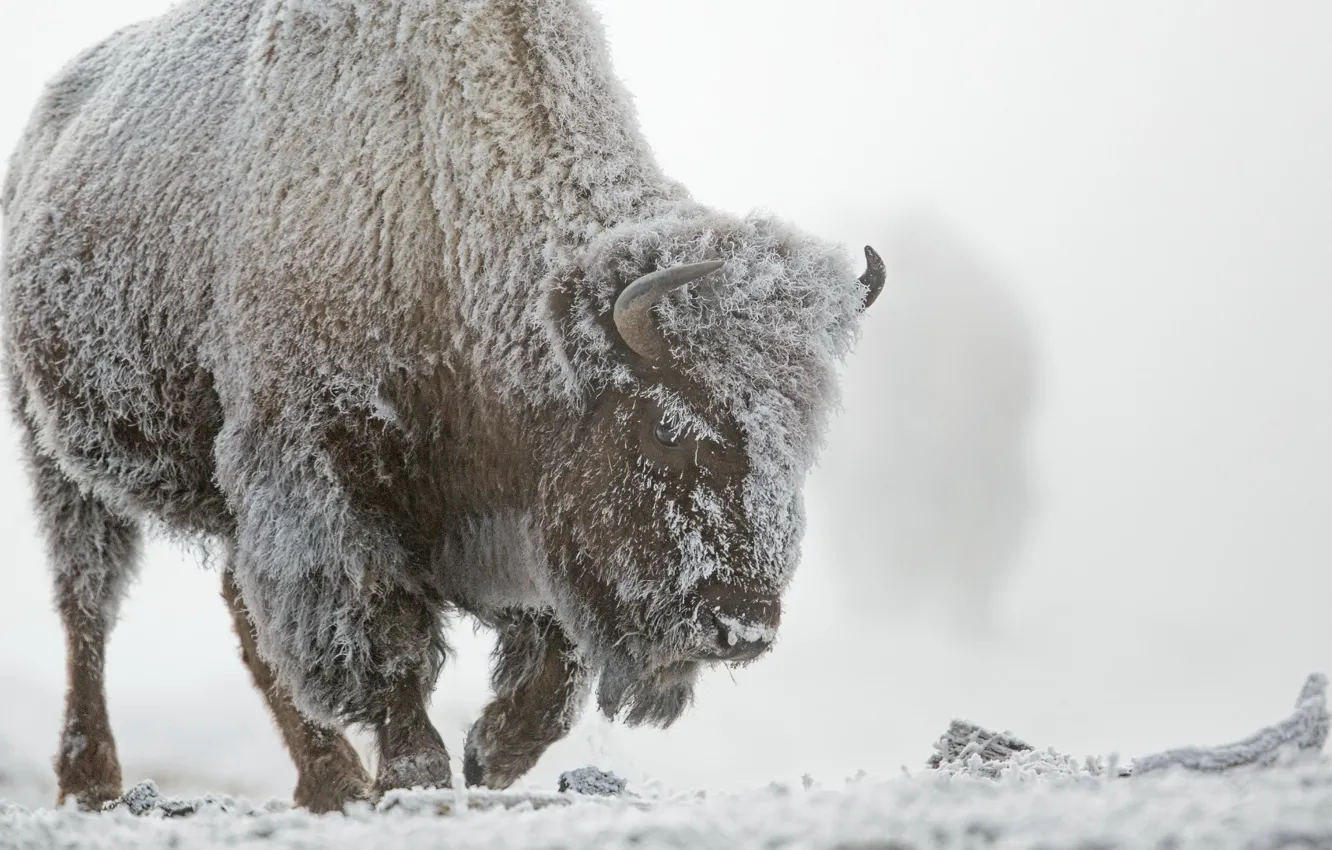 Wallpaper Winter, Snow, Fog, Frost, Buffalo, Yellowstone National Park 