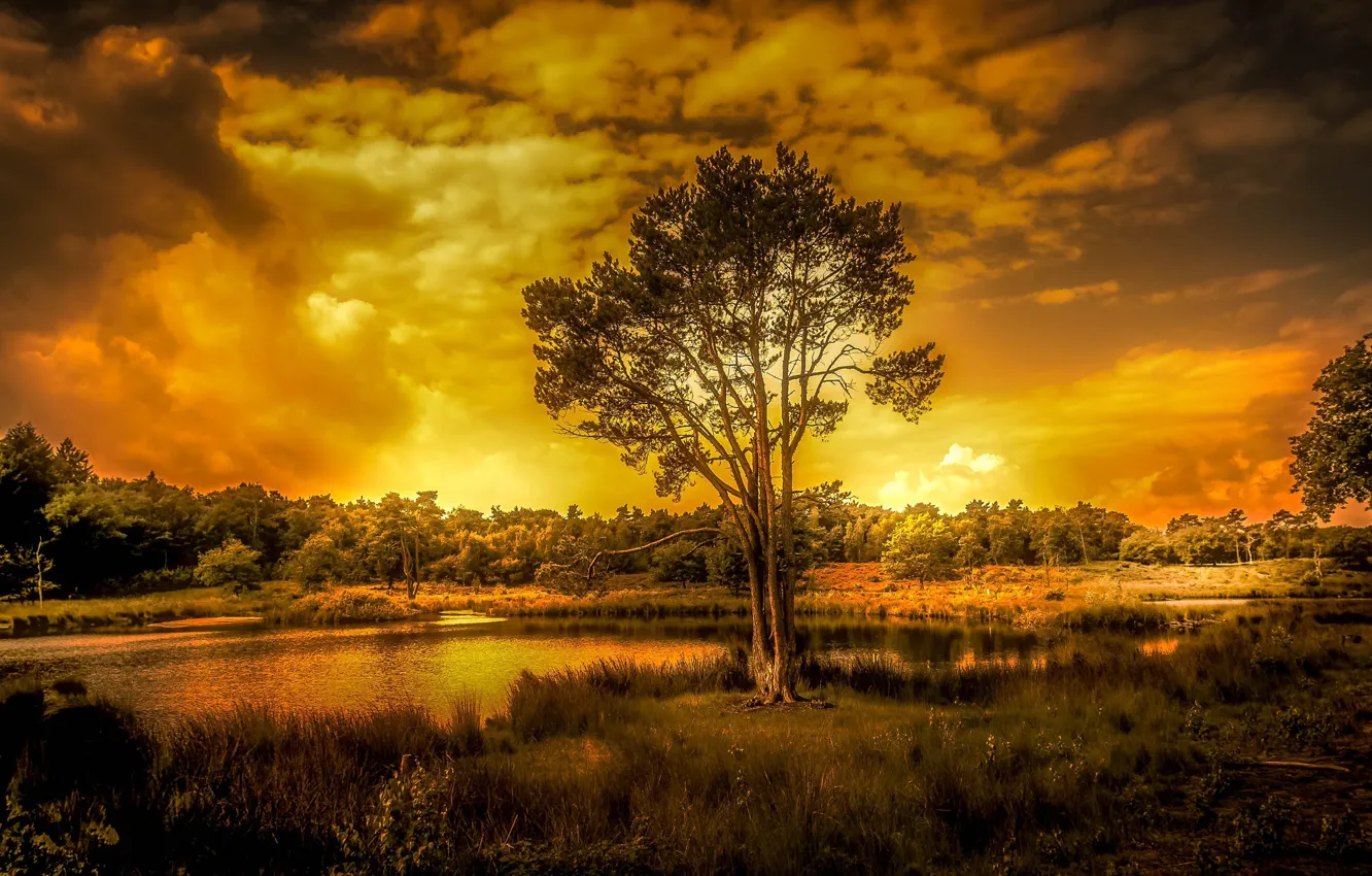 Photo wallpaper sunset, nature, tree