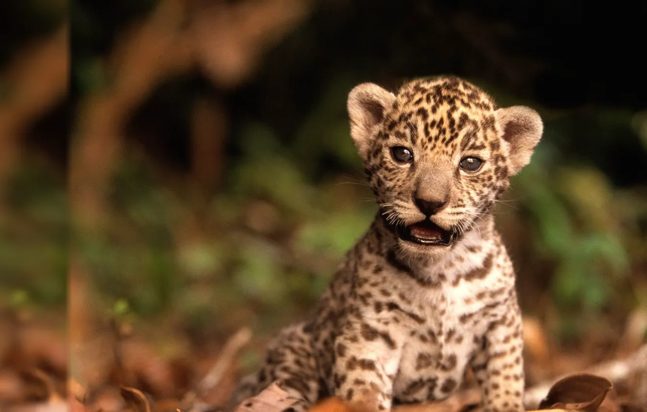 Photo wallpaper eyes, mustache, look, animal, predator, muzzle, spot, kitty