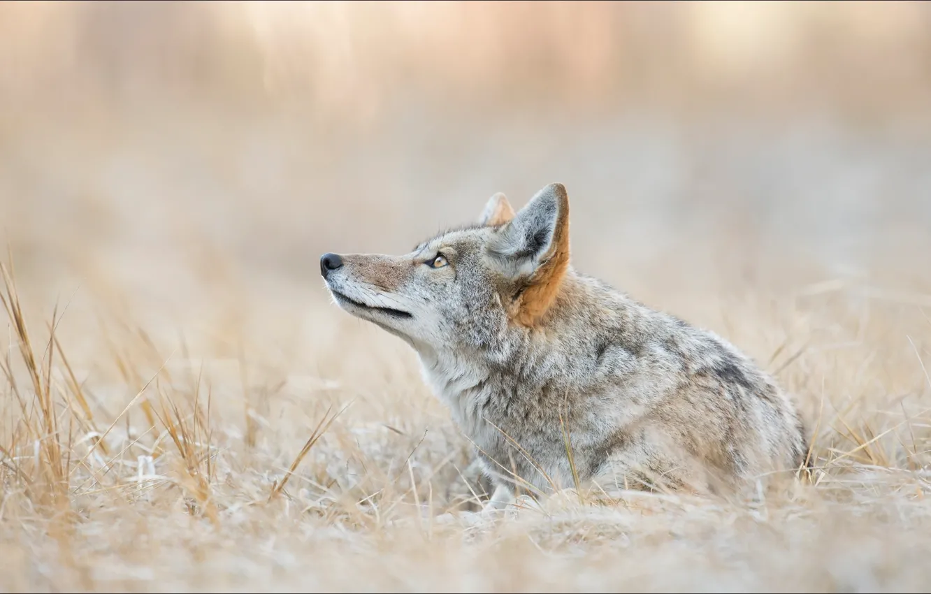 Photo wallpaper animal, wolf, coyote