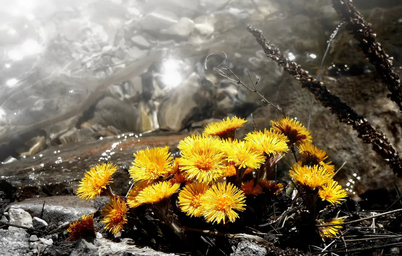 Photo wallpaper flowers, nature, background