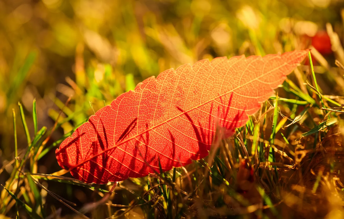 Photo wallpaper autumn, grass, leaves