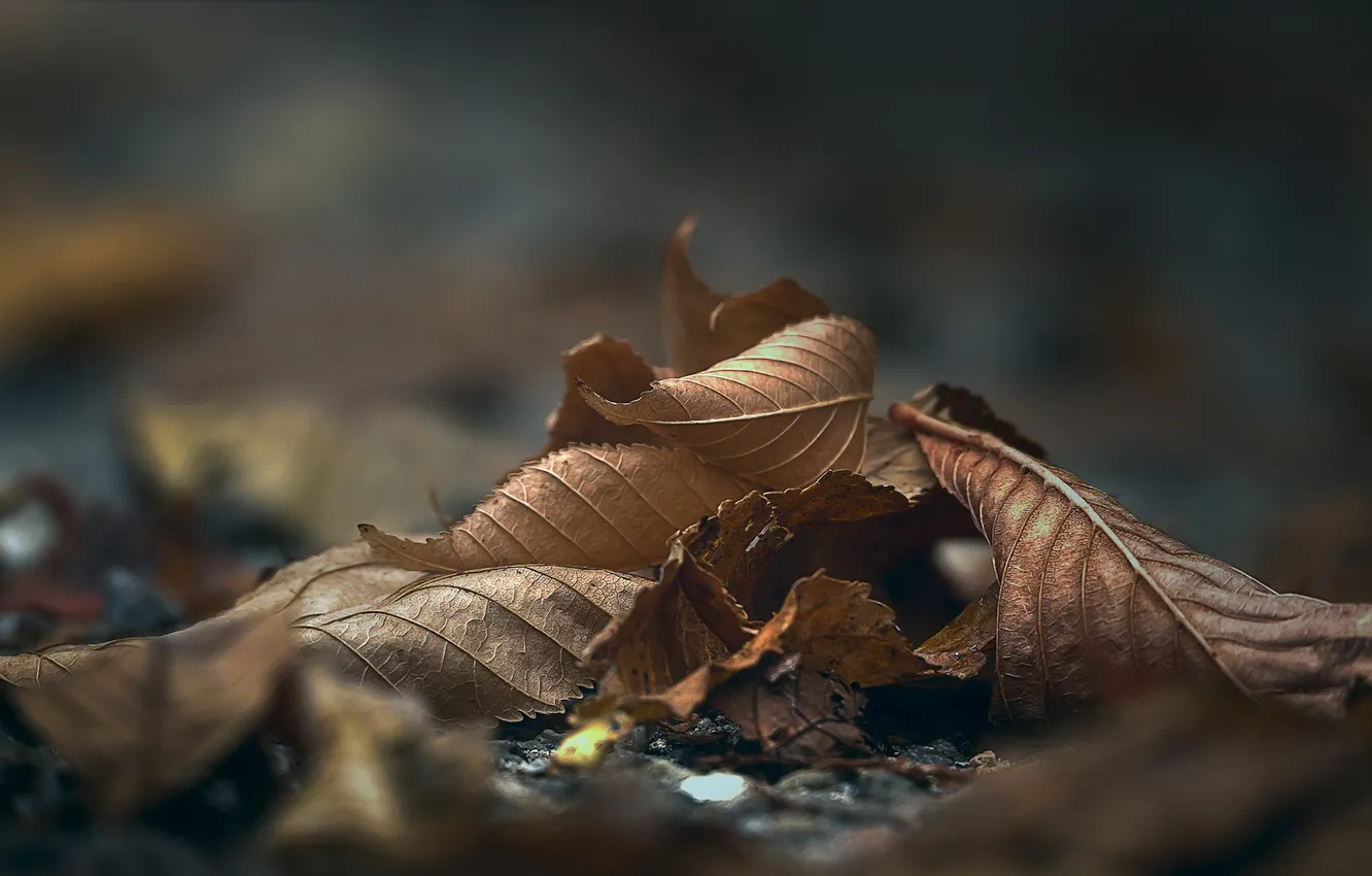 Photo wallpaper autumn, leaves, nature