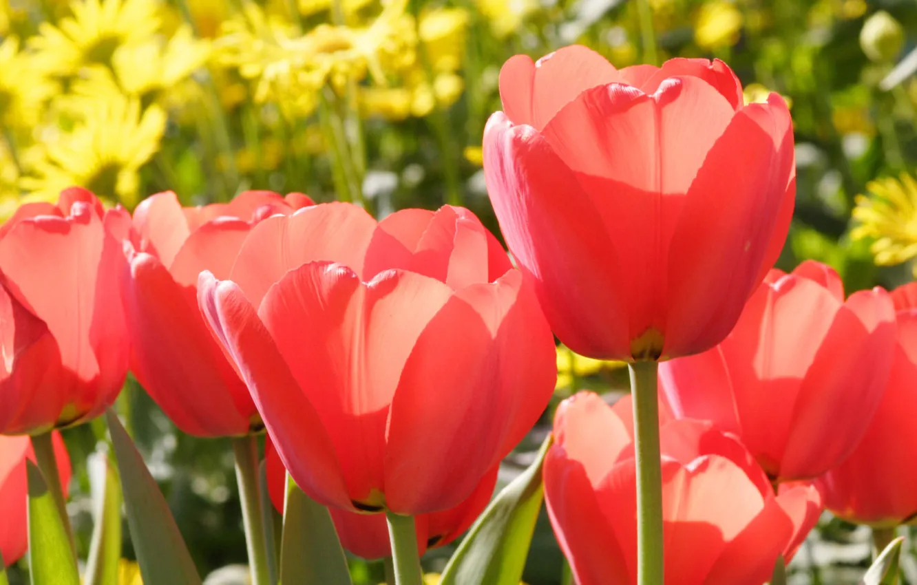 Photo wallpaper flowers, red, spring, tulips, buds