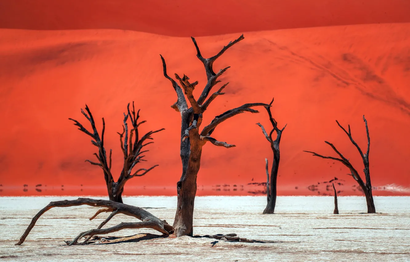 Photo wallpaper trees, nature, desert