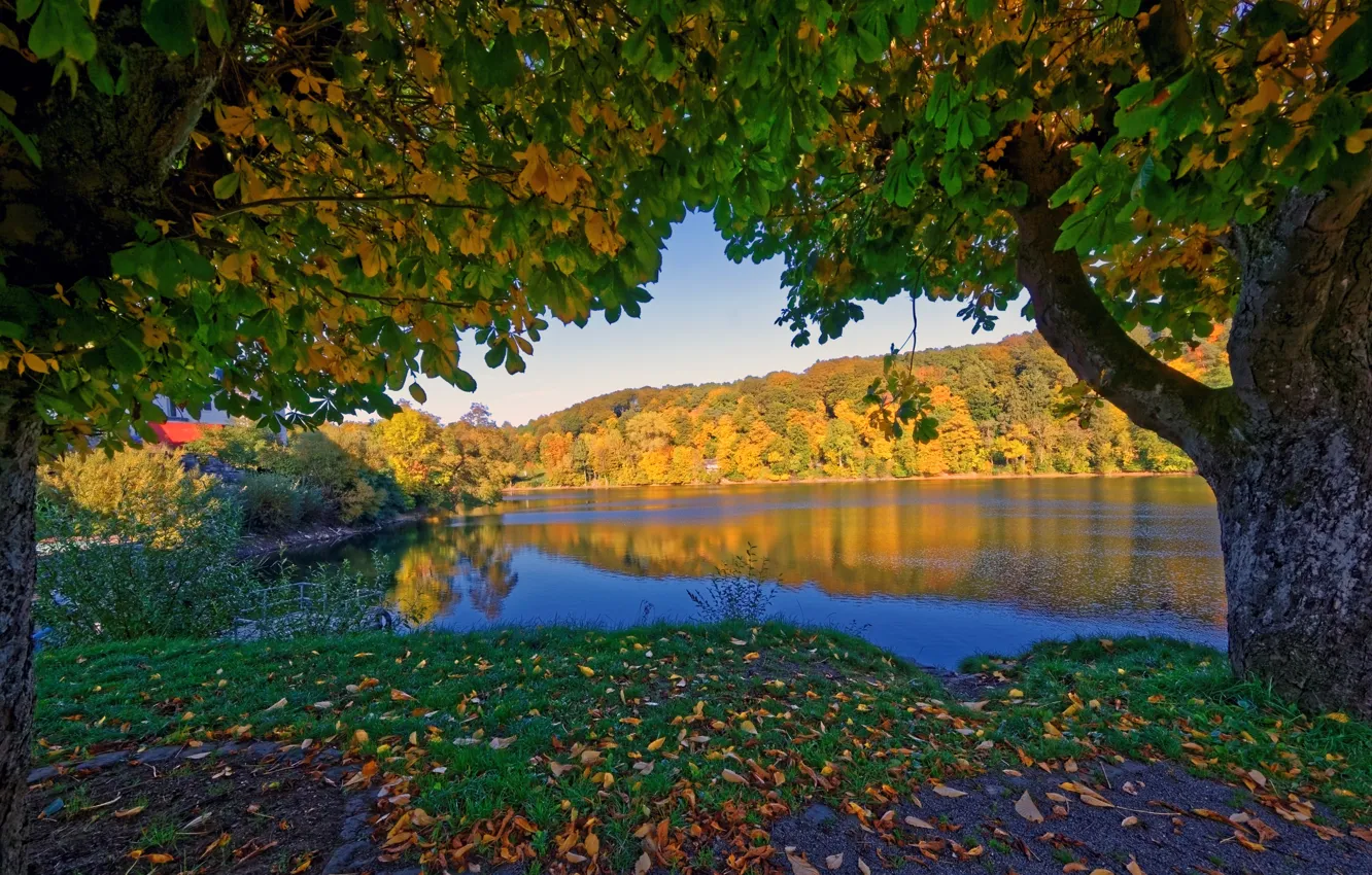 Photo wallpaper autumn, trees, river, Germany, Elm, branch.leaves