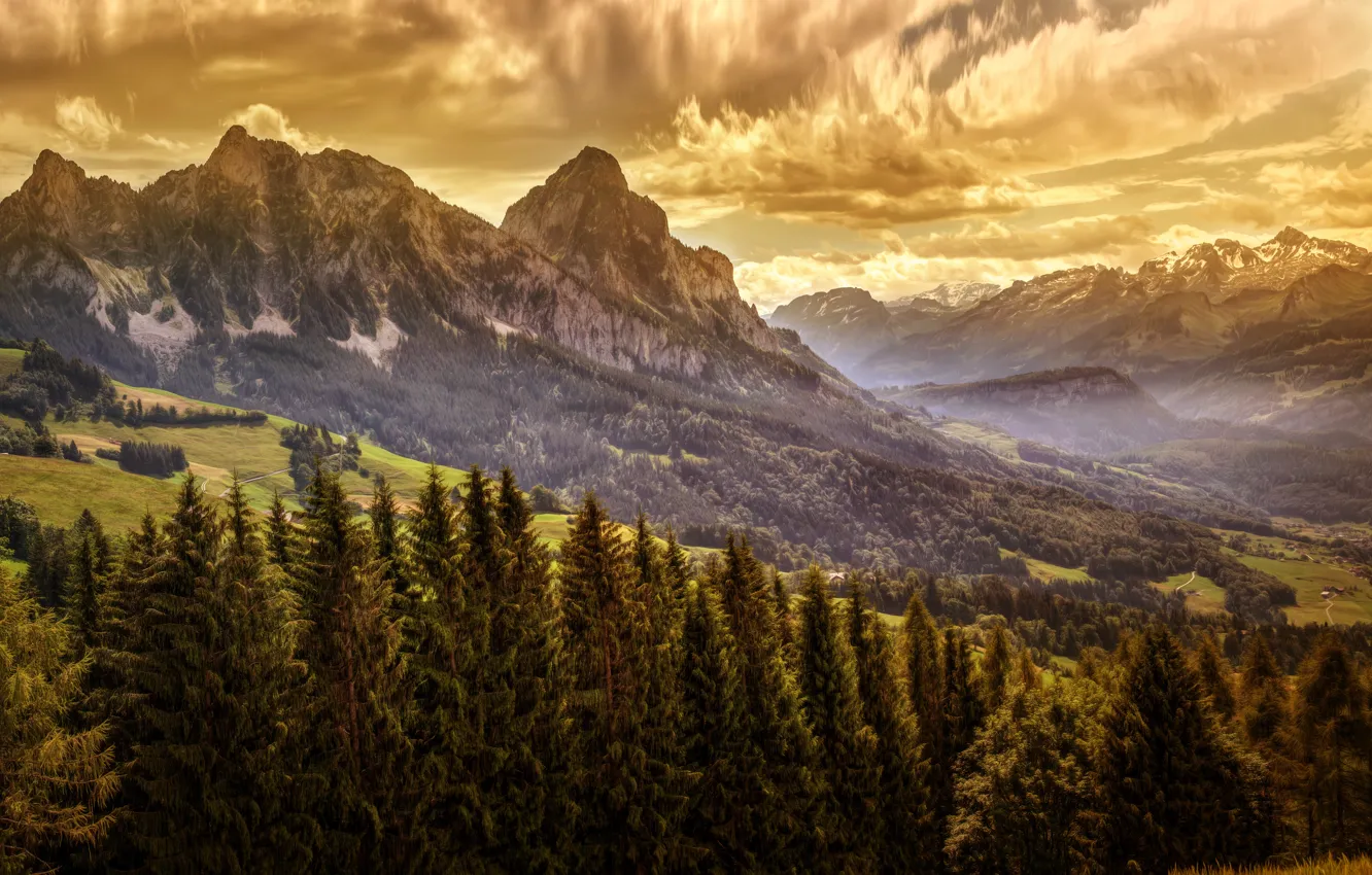Photo wallpaper forest, trees, mountains