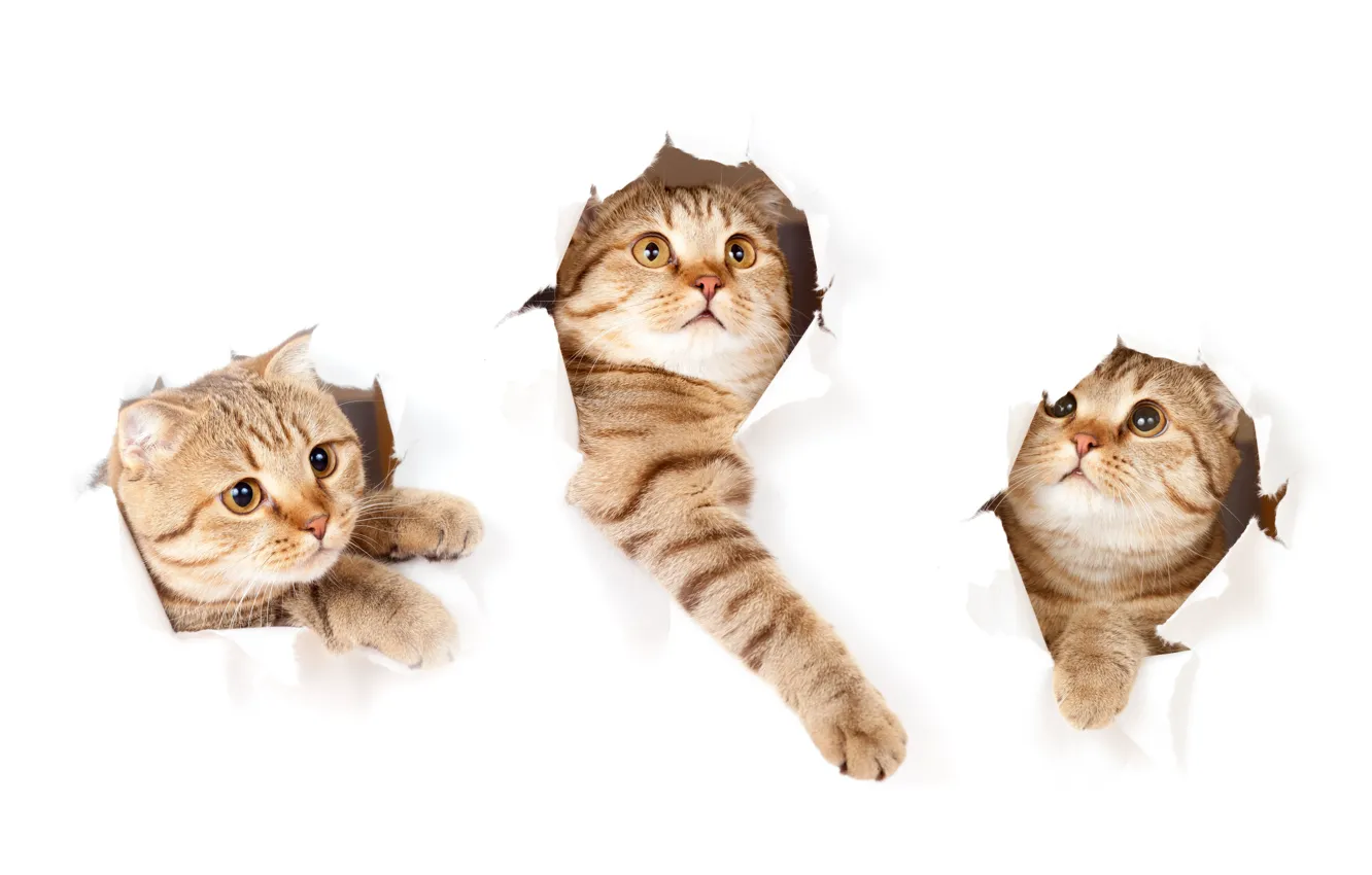 Photo wallpaper cat, look, pose, paper, legs, hole, white background, hole