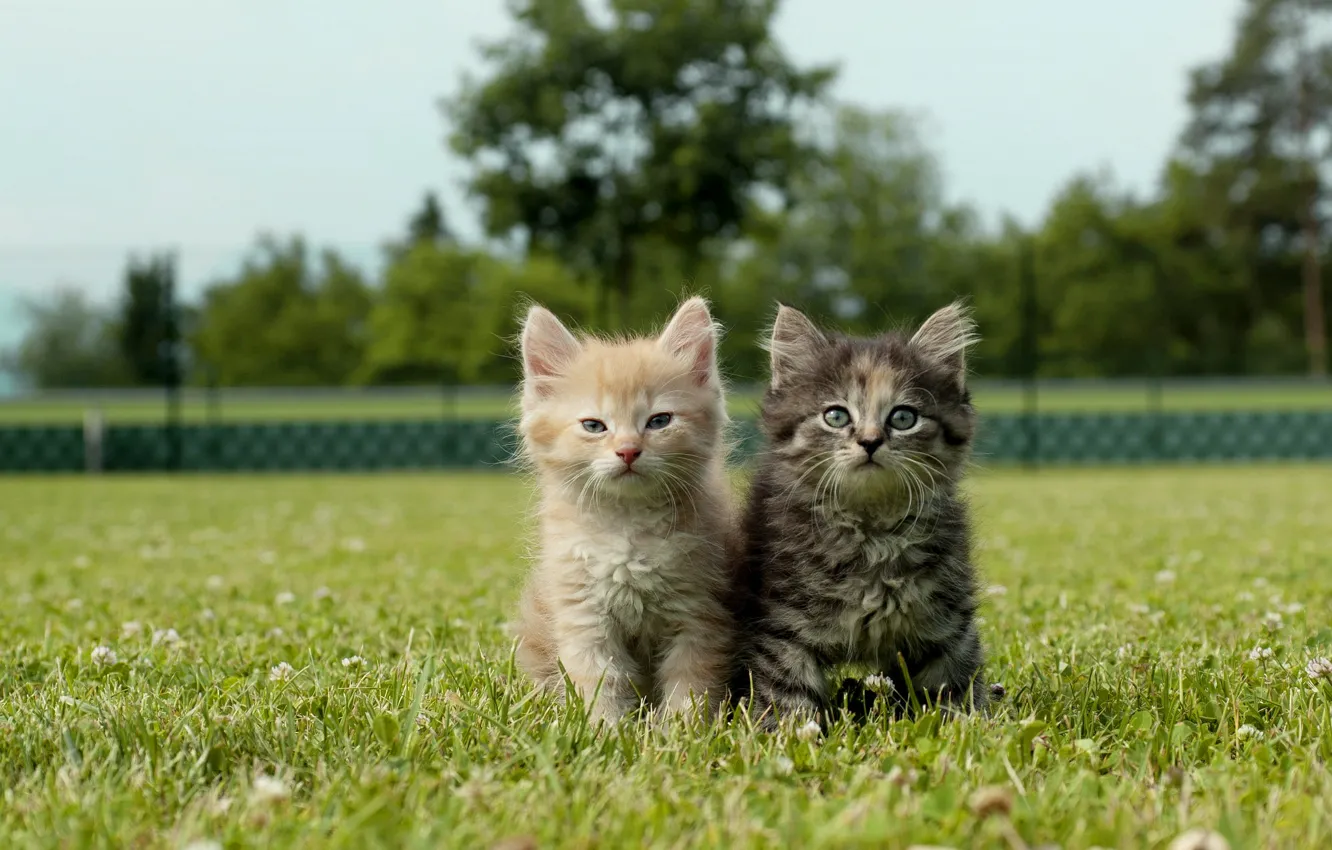 Photo wallpaper greens, cat, summer, grass, trees, nature, Park, grey