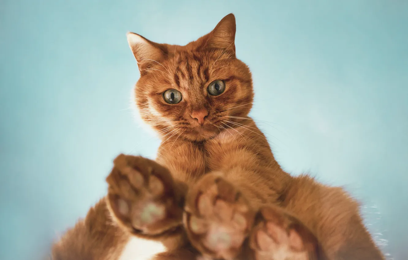 Photo wallpaper cat, cat, look, pose, paws, red, is, face