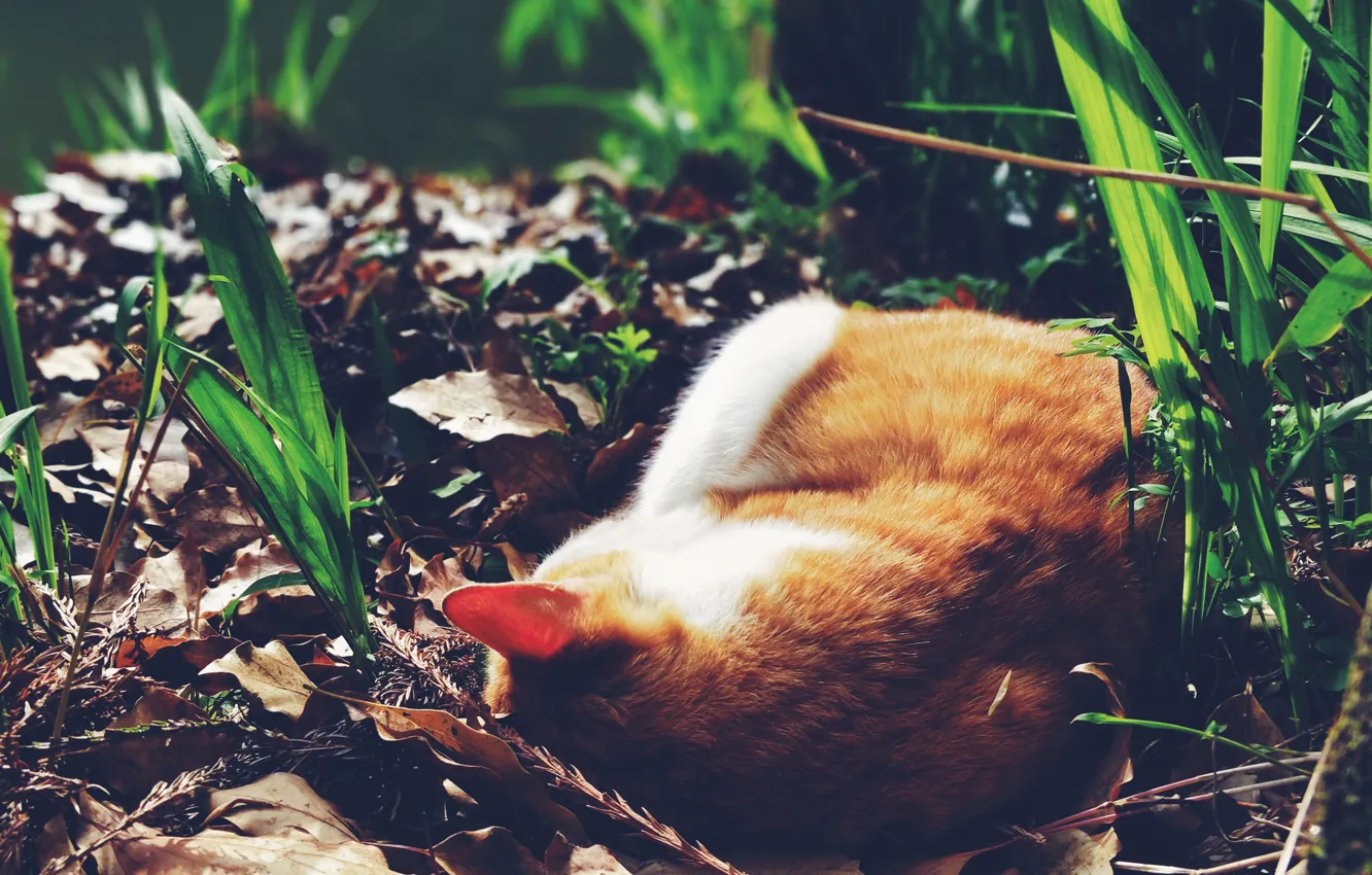 Photo wallpaper grass, cat, sleeping, red
