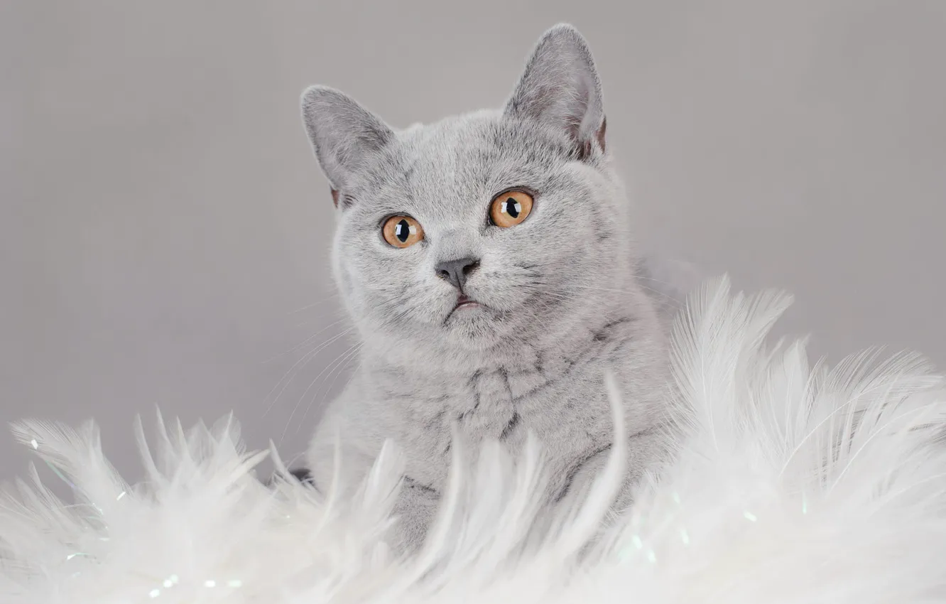 Photo wallpaper cat, cat, look, kitty, grey, background, fur, face