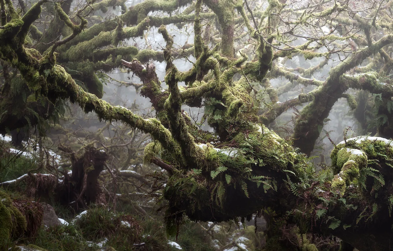 Photo wallpaper forest, trees, moss