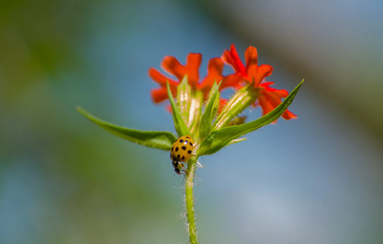 Photo wallpaper summer, macro, nature, ladybug