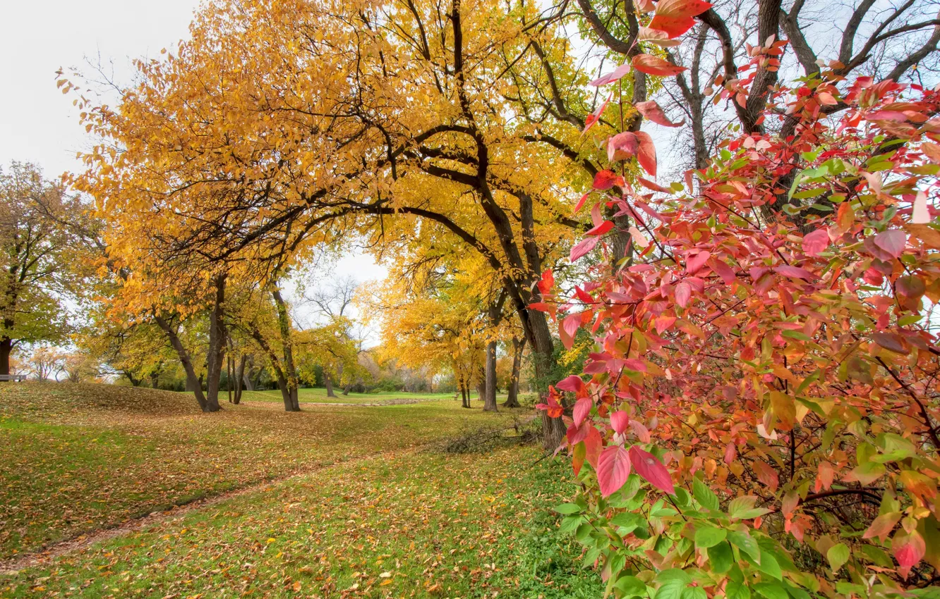 Photo wallpaper autumn, leaves, trees, Park, the crimson