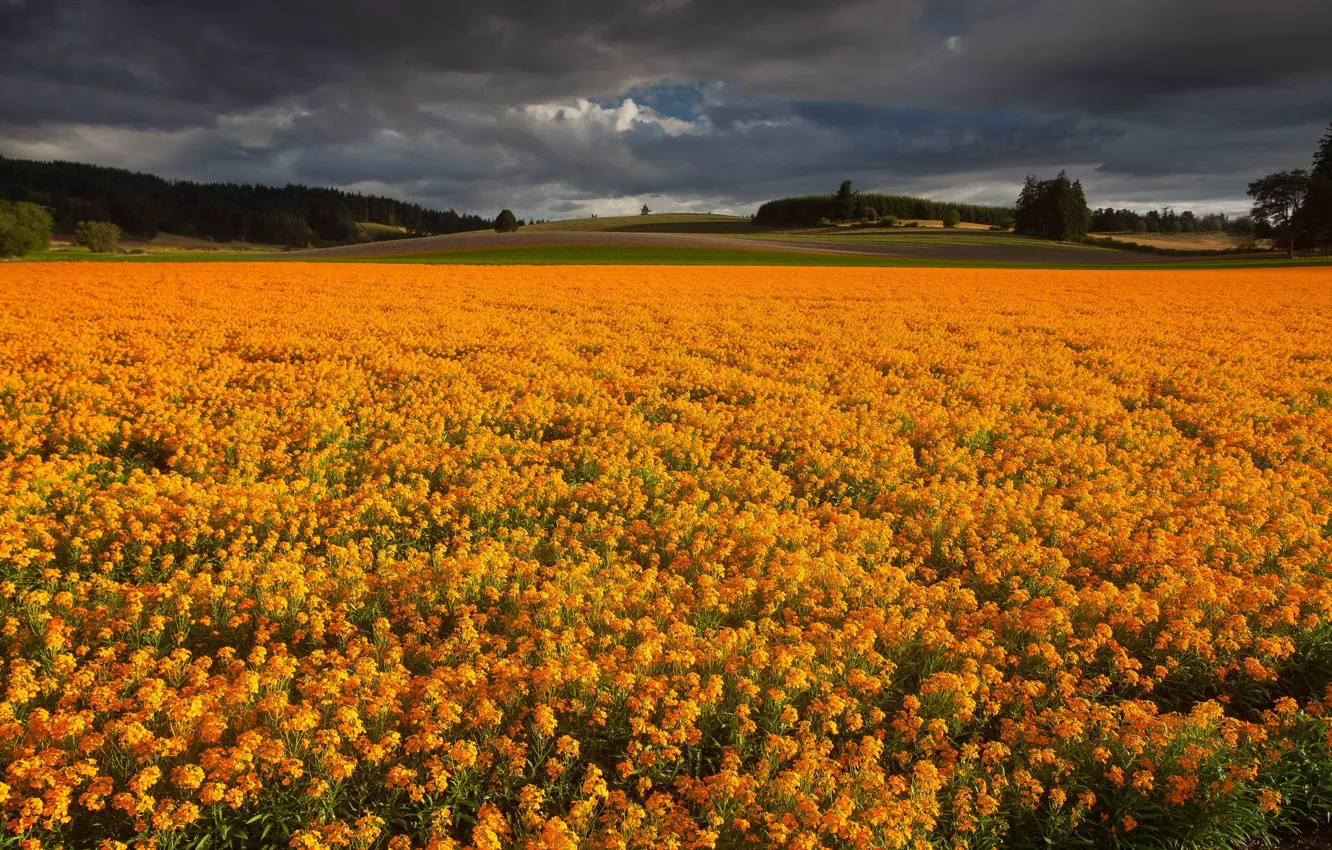 Photo wallpaper field, flowers, clouds, orange, plantation