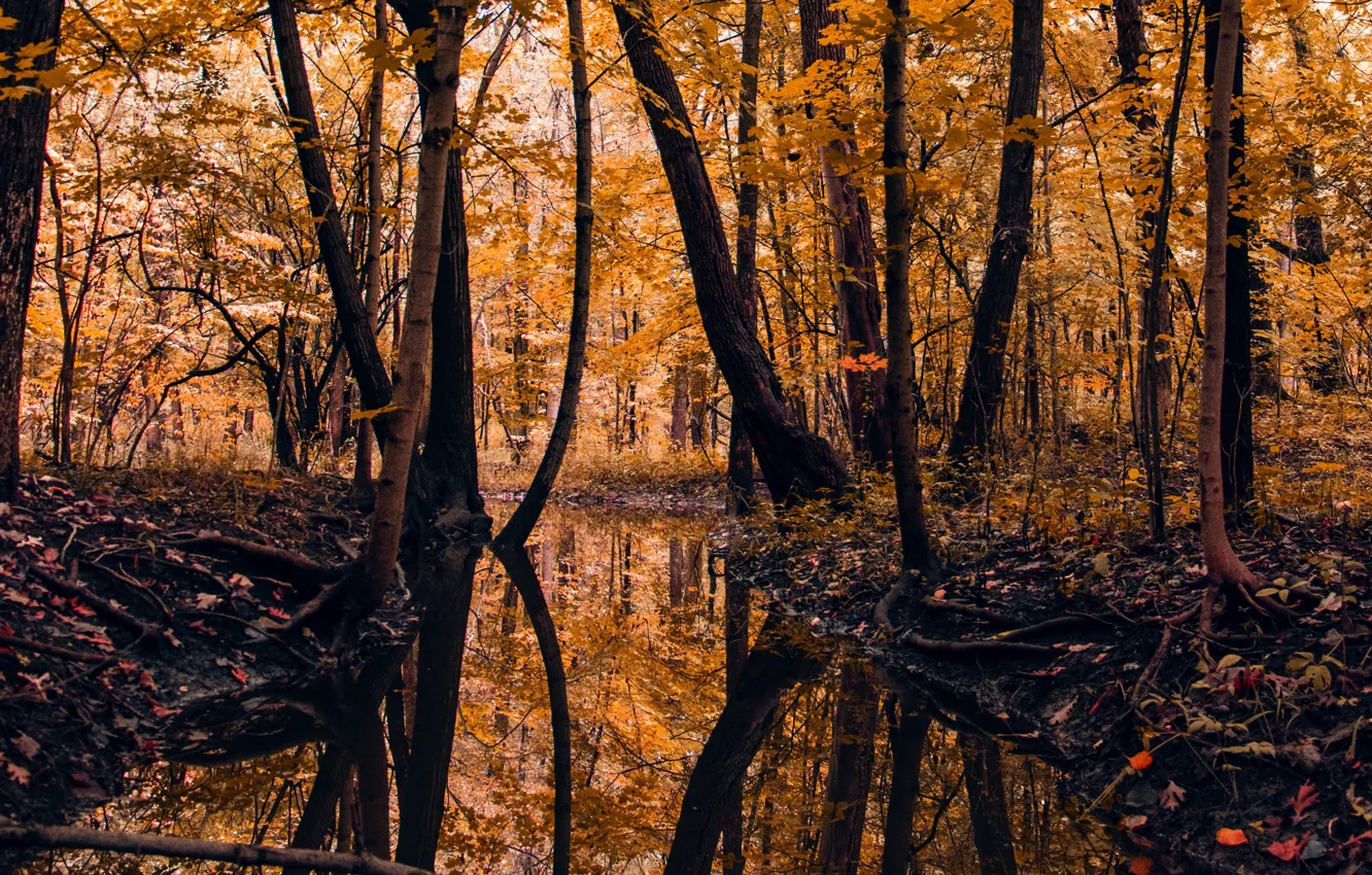 Photo wallpaper autumn, forest, trees, landscape, nature, reflection, river, fallen leaves