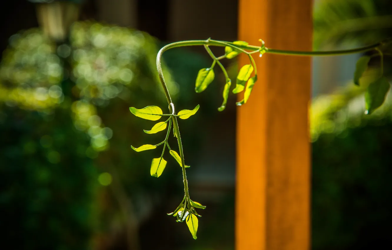 Photo wallpaper greens, flowers, nature, plant, Jasmine