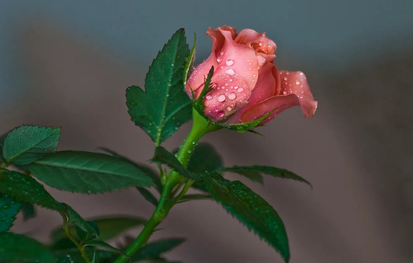 Photo wallpaper drops, background, rose, Bud