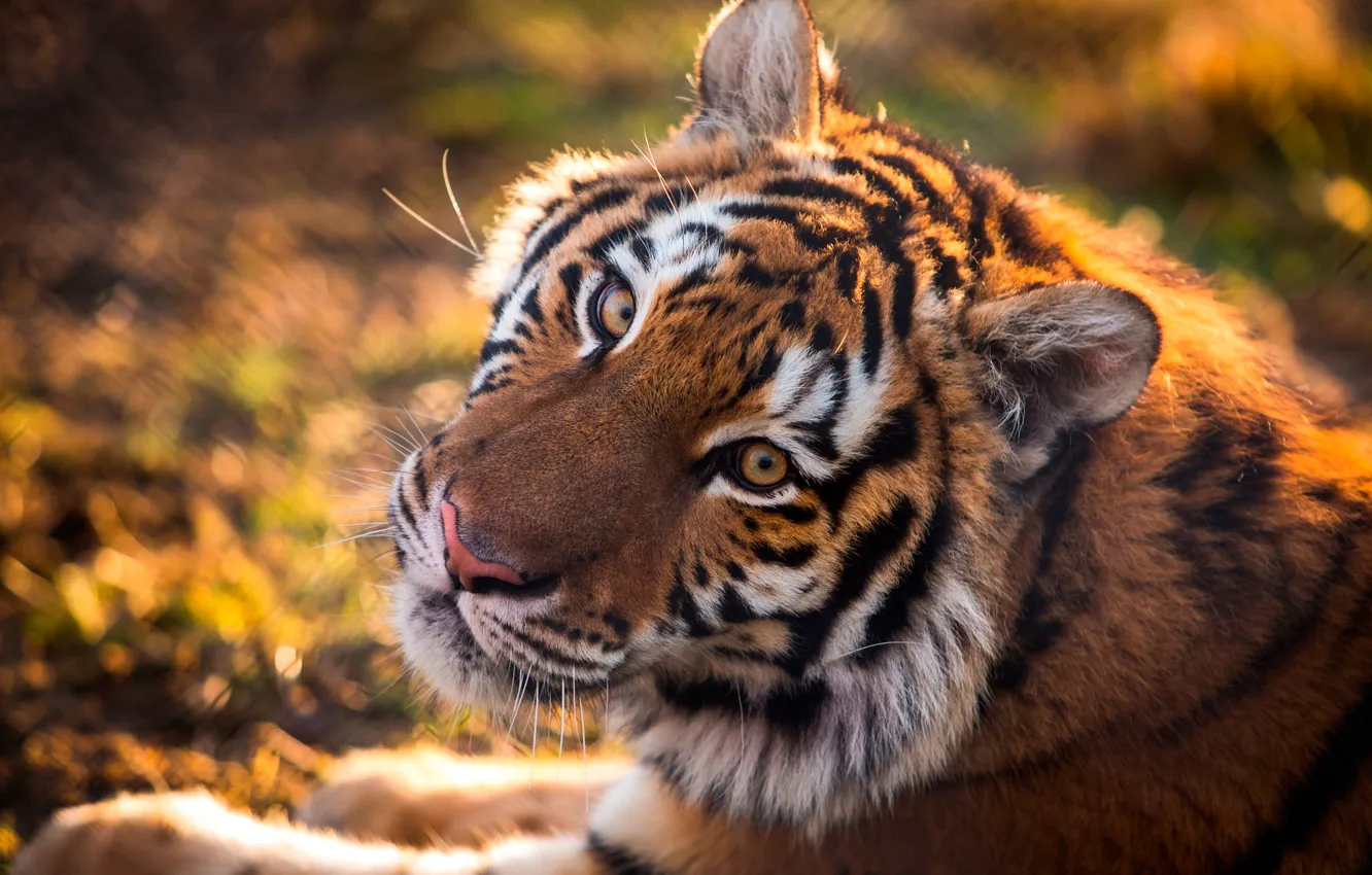Photo wallpaper face, tiger, predator