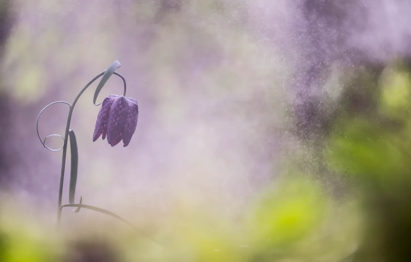 Photo wallpaper flowers, nature, spring