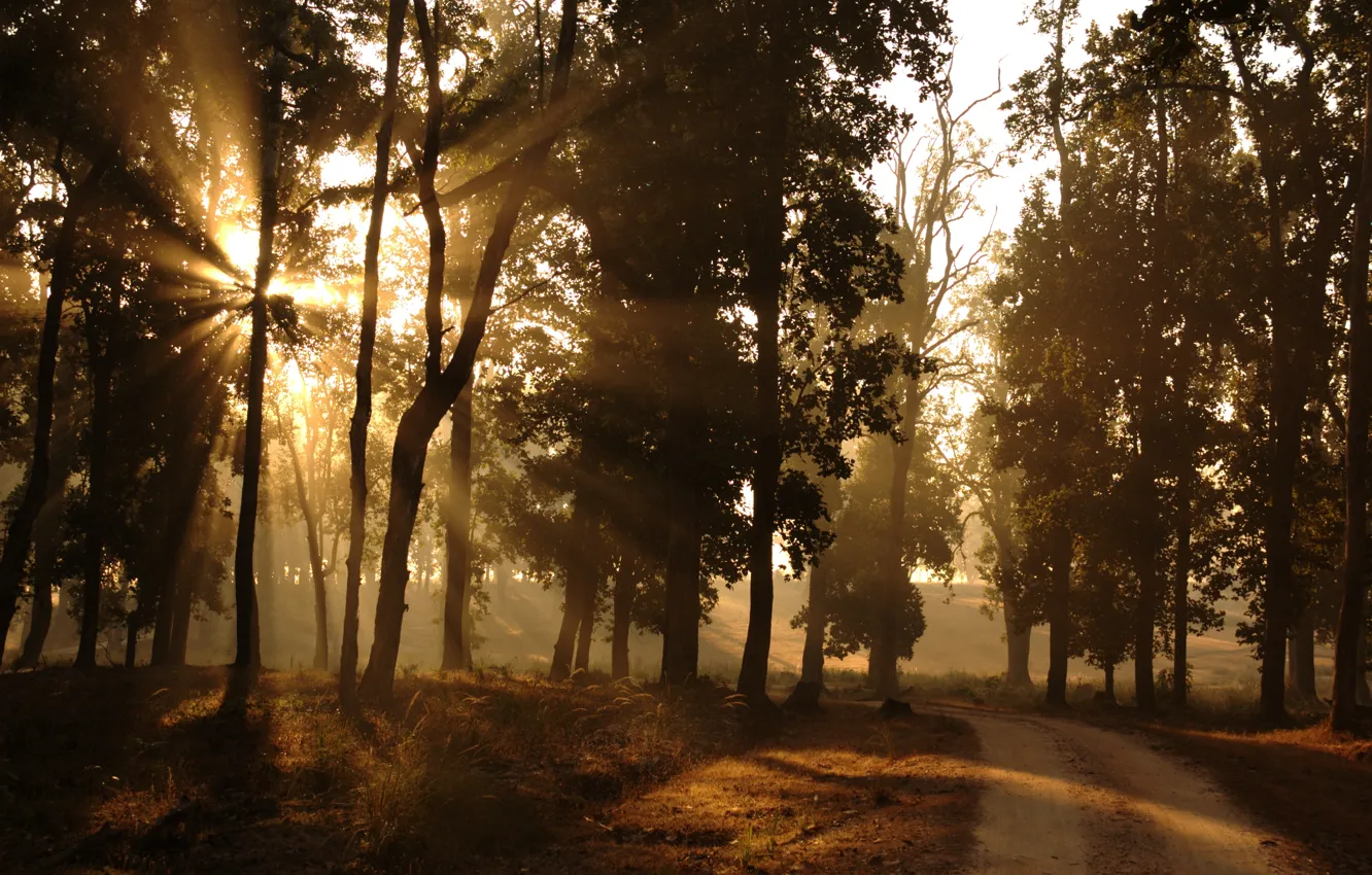 Photo wallpaper road, forest, the sun, rays, light, nature, morning, Outskirts