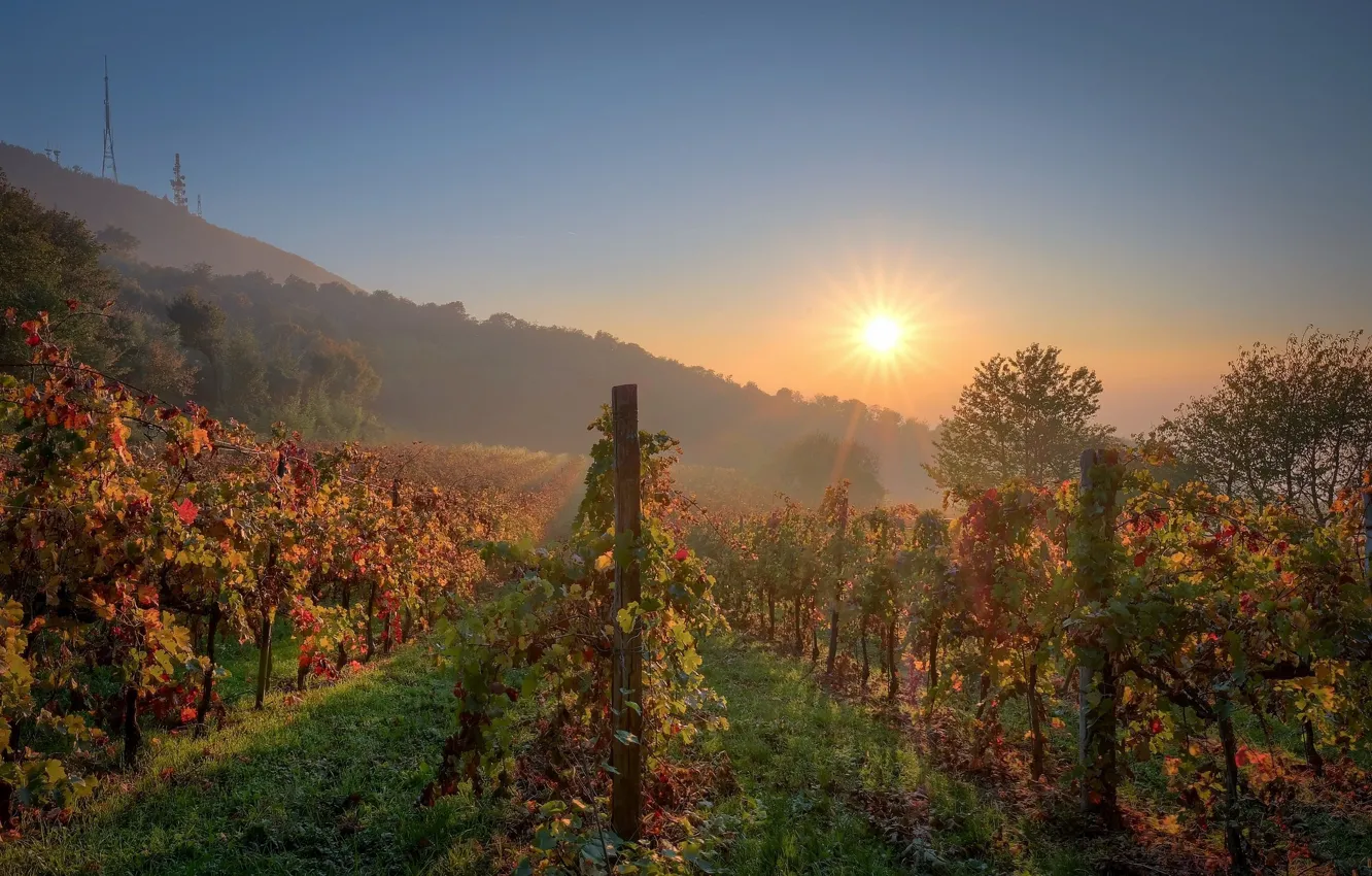Photo wallpaper field, morning, vineyard