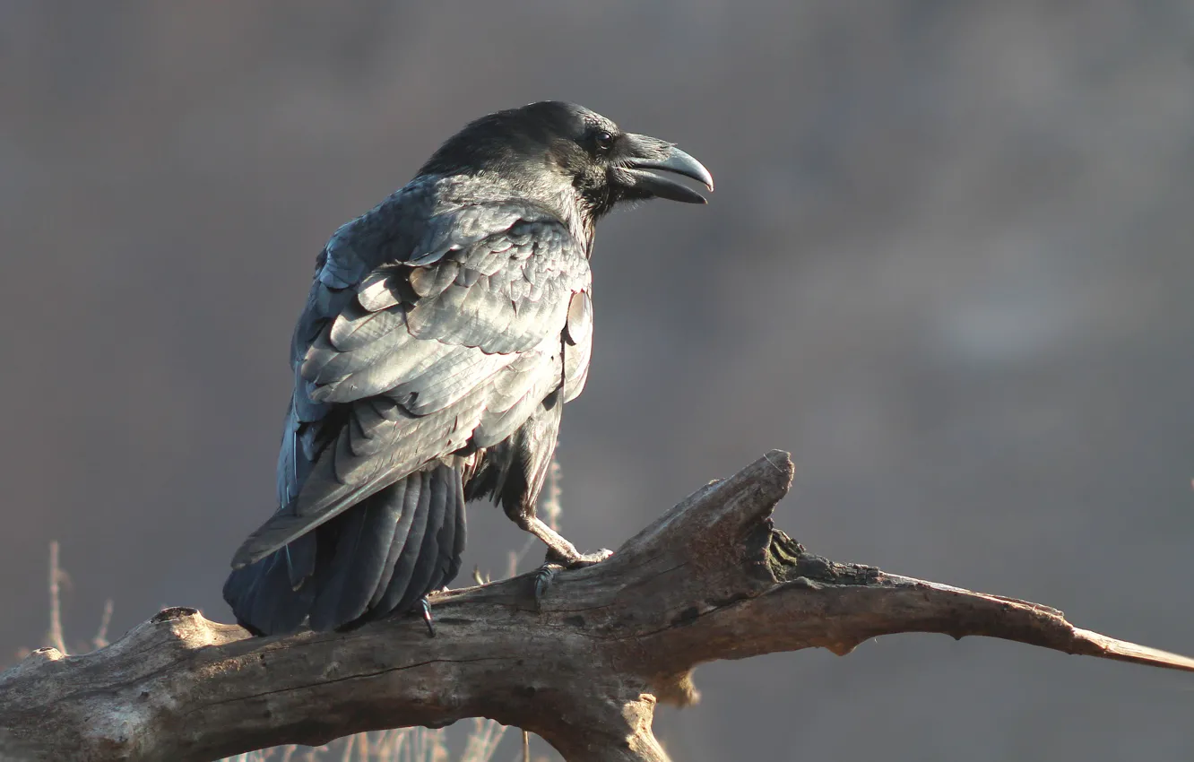 Photo wallpaper beak, Raven, Corvus corax