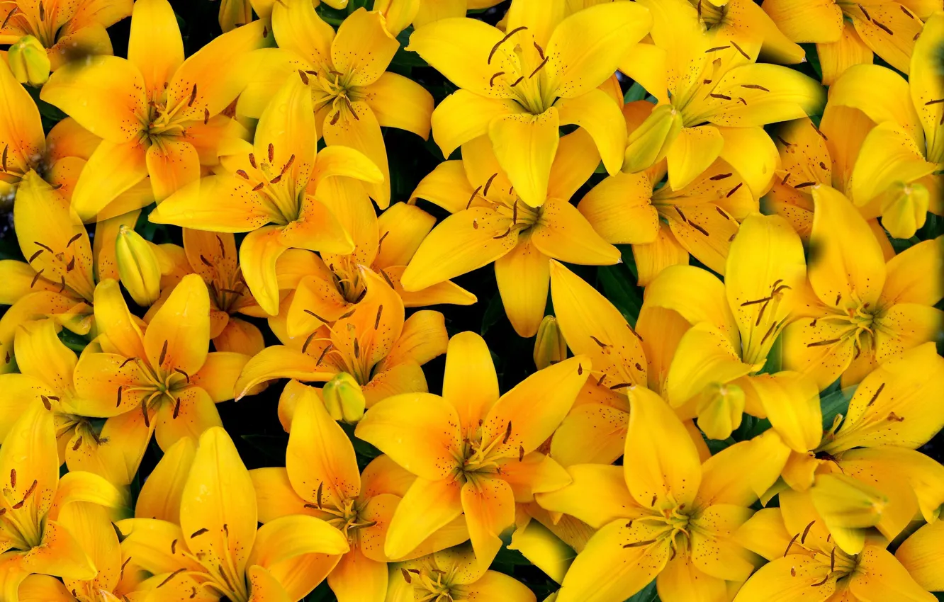 Photo wallpaper yellow, Lily, petals