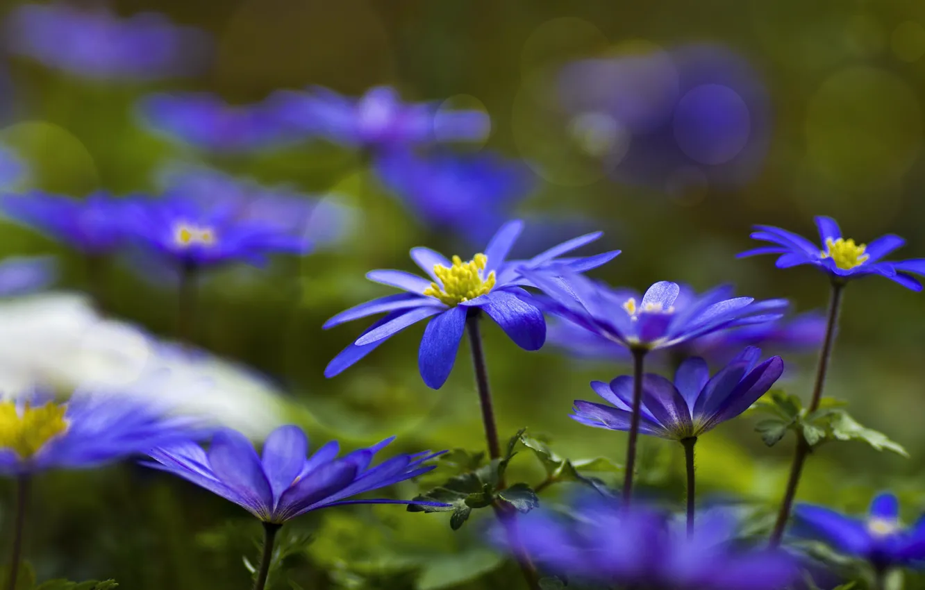Photo wallpaper blue, forest, anemone, Anemone