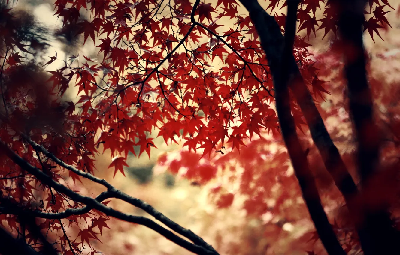 Photo wallpaper red, trees, autumn, leaves, leaf