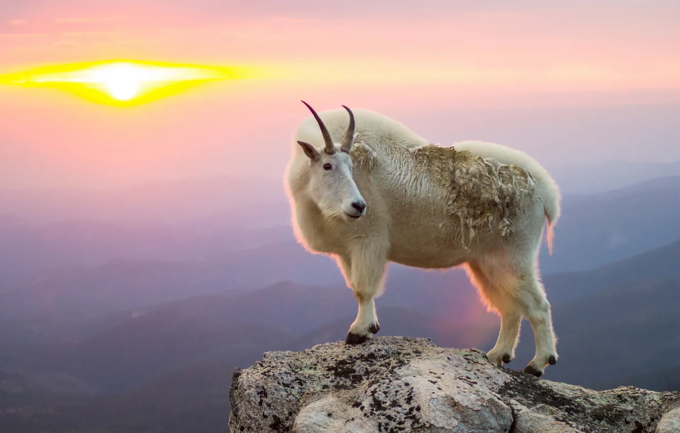 Photo wallpaper mountain, sunrise, goat, goat
