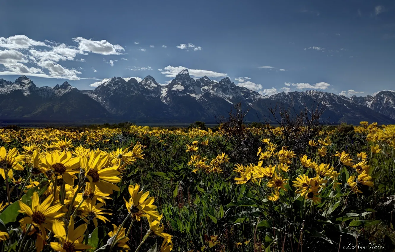 Photo wallpaper flowers, meadow, Wyoming, Wyoming, Grand Teton, Grand Teton National Park, Rocky mountains, Rocky Mountains