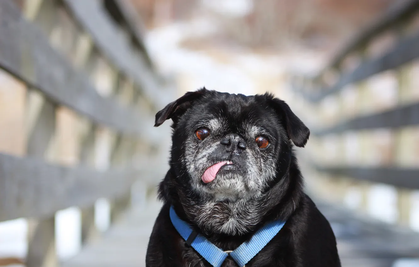 Photo wallpaper look, each, dog