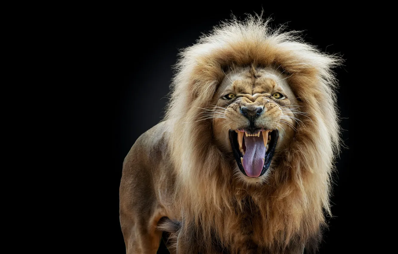 Photo wallpaper language, look, face, portrait, Leo, mouth, mane, fangs