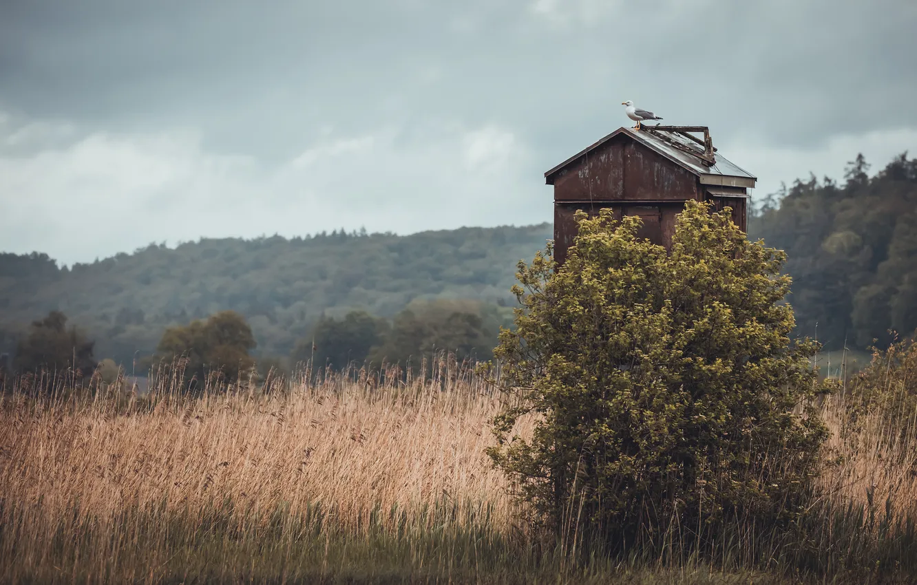 Photo wallpaper field, forest, trees, overcast, bird, seagulls, house