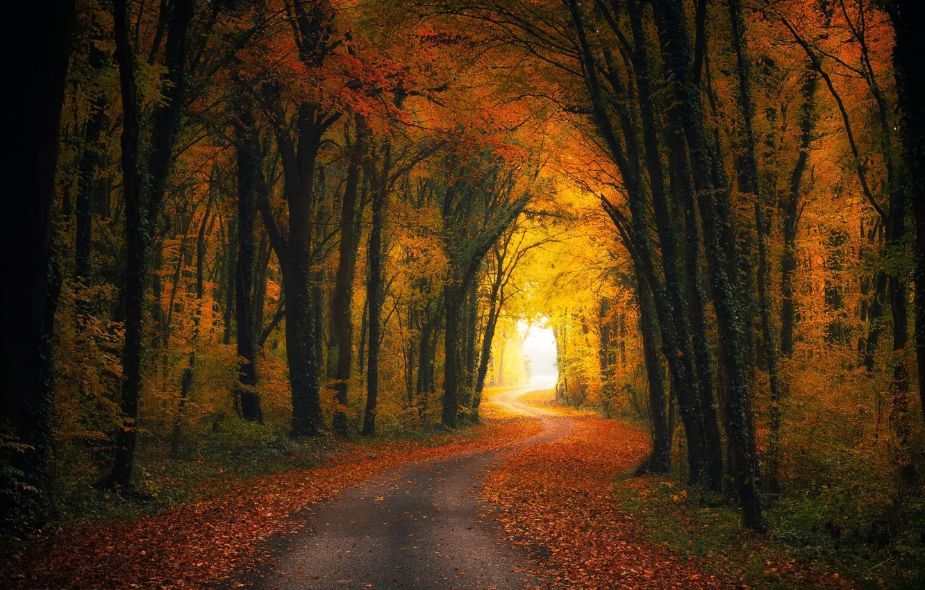 Photo wallpaper road, autumn, trees, the tunnel