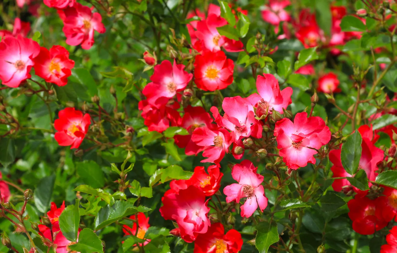 Photo wallpaper red, flower, roses