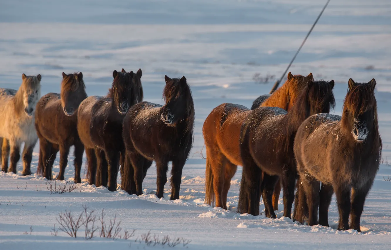 Photo wallpaper winter, snow, horse, horse, Iceland, Iceland
