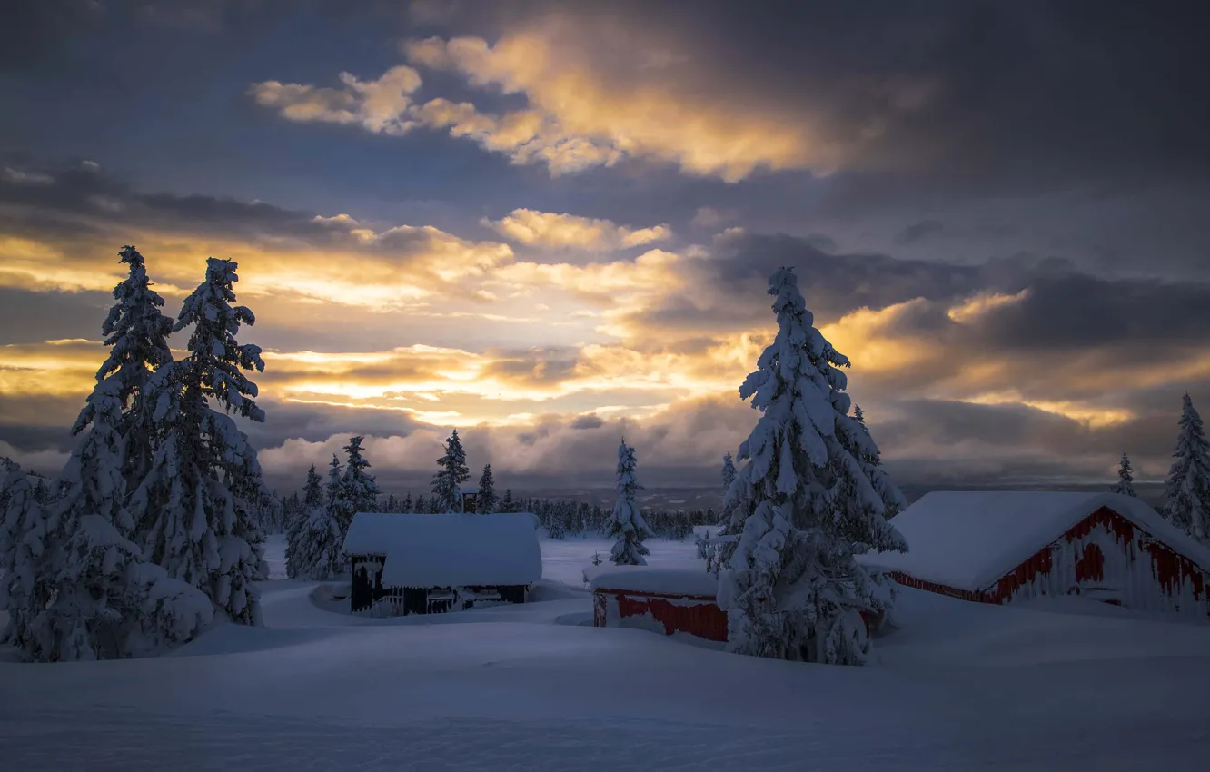 Photo wallpaper winter, the sky, clouds, snow, trees, nature, fog, dawn