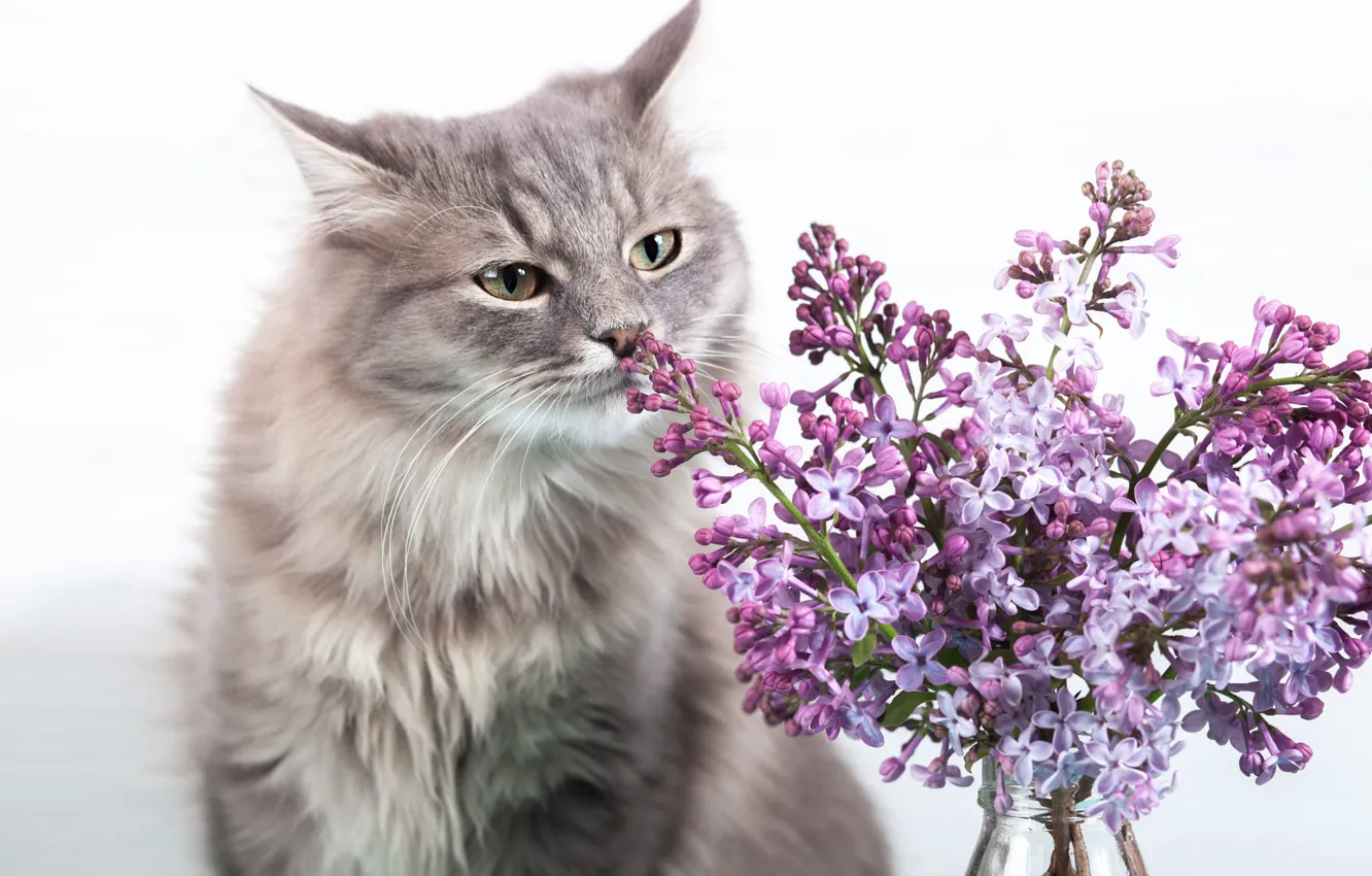 Photo wallpaper cat, cat, look, flowers, pose, bottle, bouquet, white background