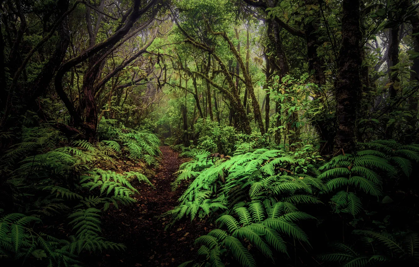 Photo wallpaper forest, leaves, trees, thickets, fern, path
