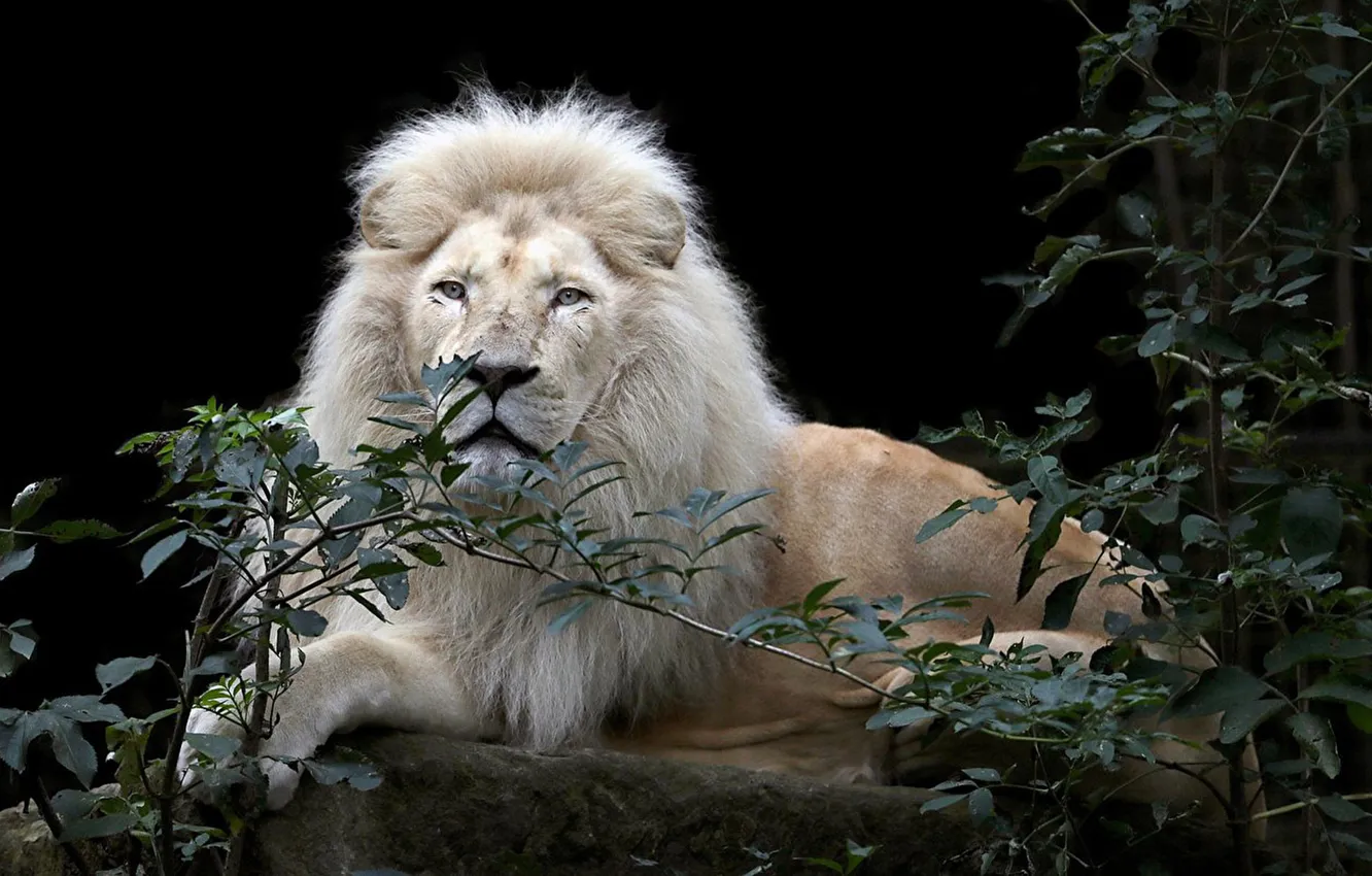 Photo wallpaper animal, big cat, male lion