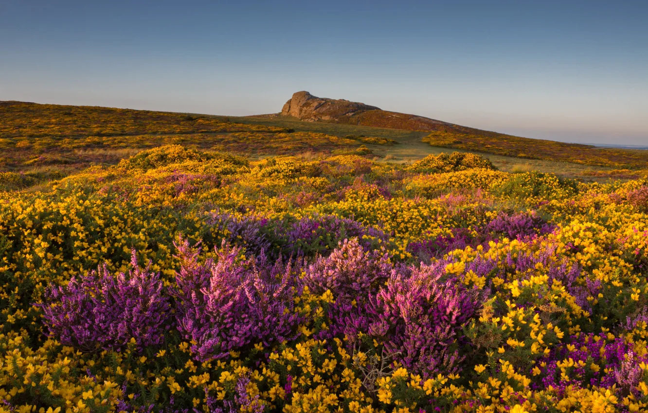 Photo wallpaper grass, flowers, hills, England, Moore