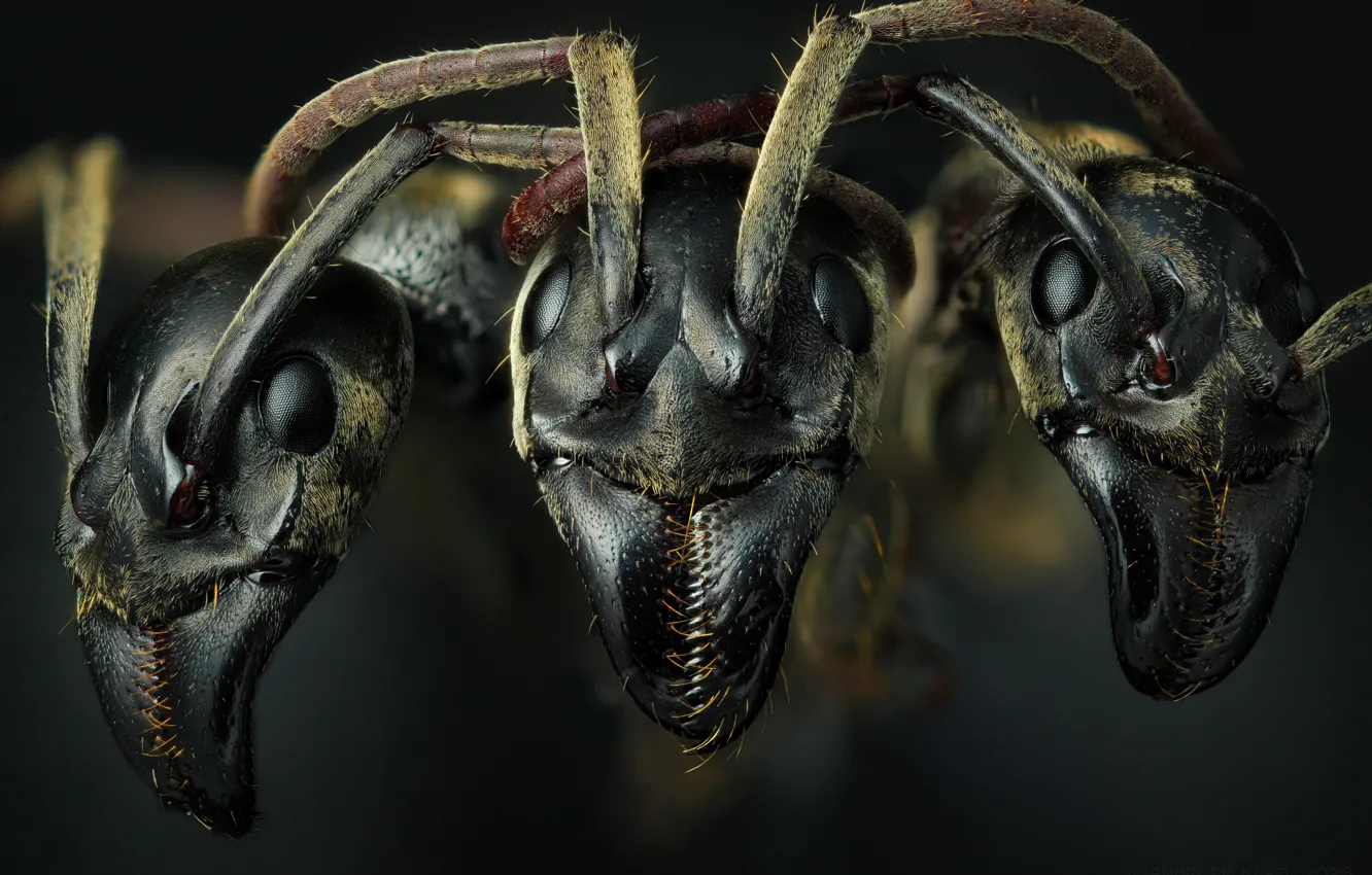 Photo wallpaper macro, background, ants