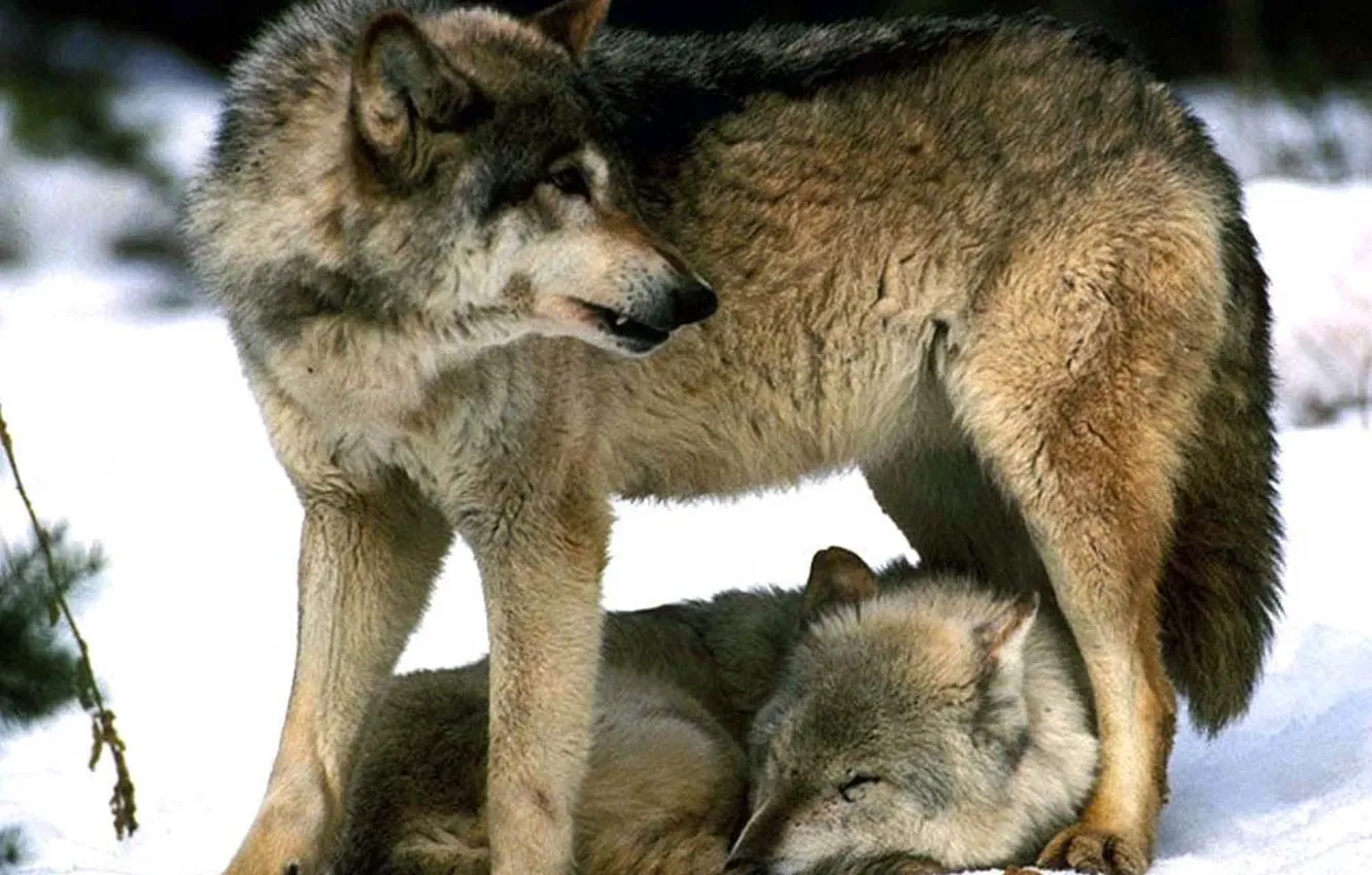 Photo wallpaper Predator, nature, animal, wolf, wildlife, portrait, portrait., Canis lupus. face