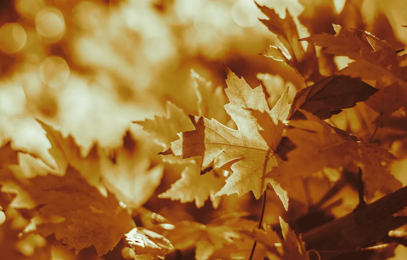 Photo wallpaper autumn, light, branches, nature, yellow, maple, bokeh, autumn leaves
