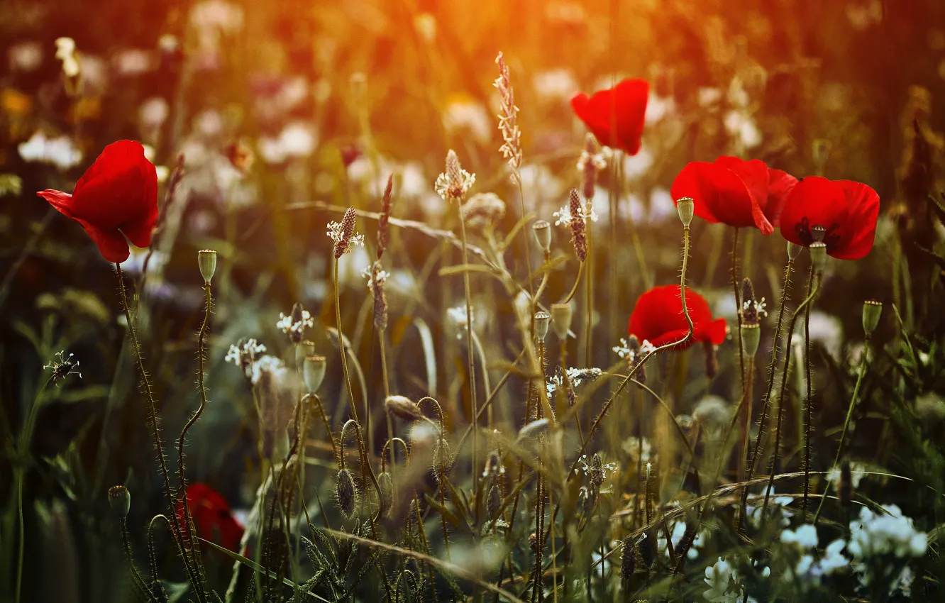 Photo wallpaper field, grass, flowers, Maki